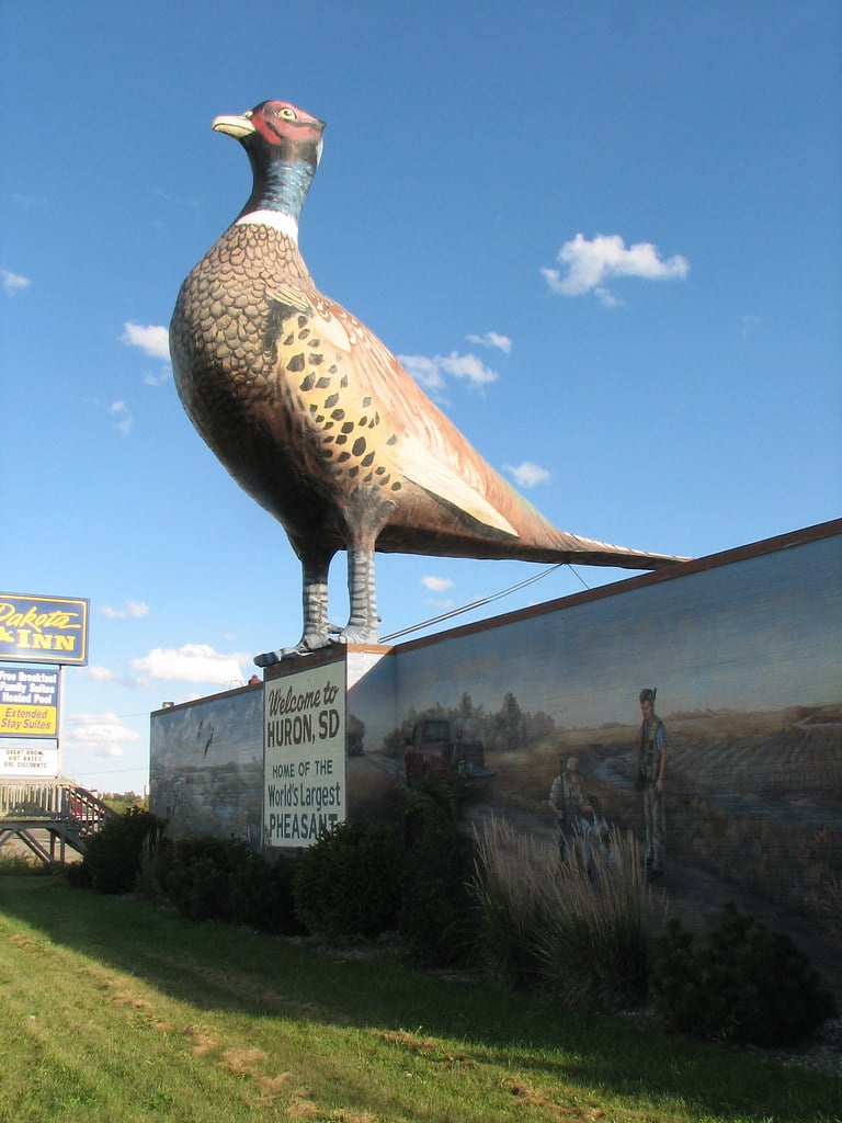 Giant Pheasant, Huron