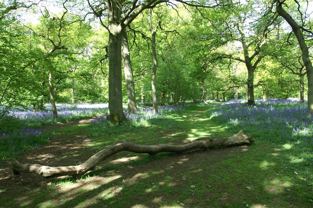 Everdon Stubbs
