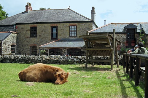 Healey's Cornish Cyder