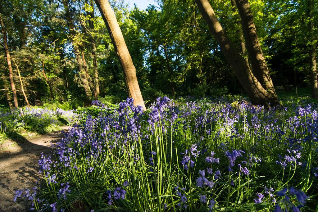 Warley Place Nature Reserve