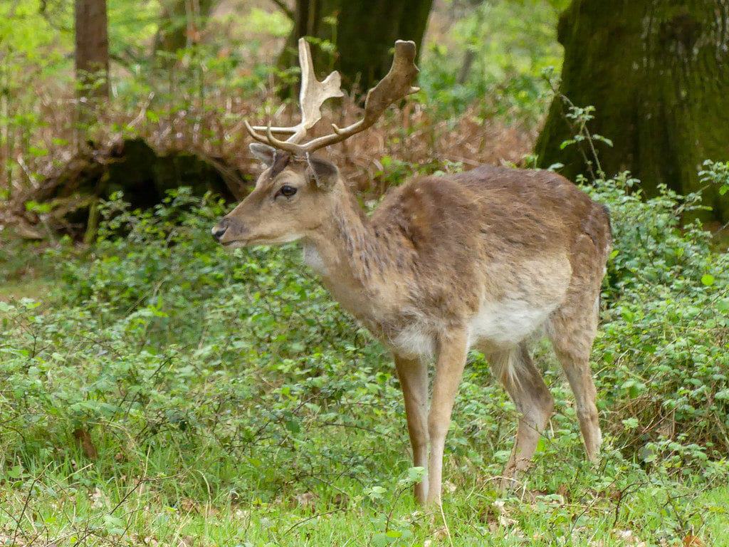 Bolderwood Deer Sanctuary