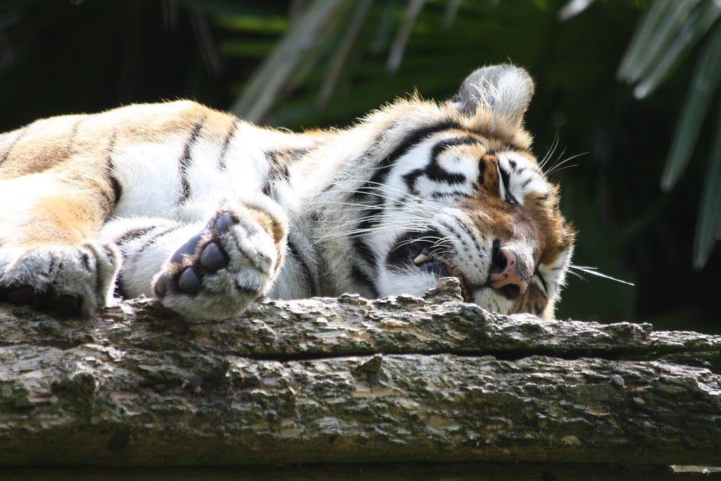 Heythrop Zoological Gardens