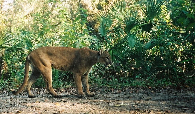Florida Panther National Wildlife Refuge
