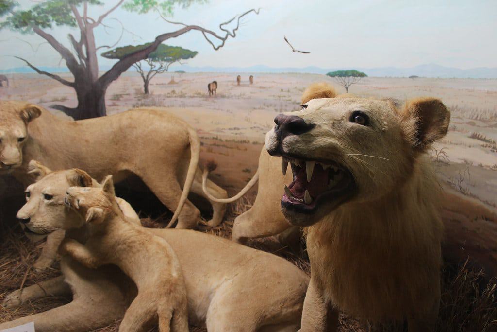 Touchstone Wildlife and Art Museum, Haughton