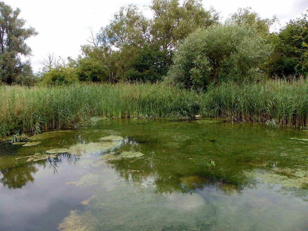 Purwell Ninesprings