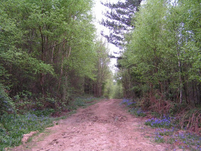 Battle Great Wood
