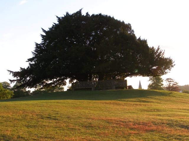 Knightwood Oak