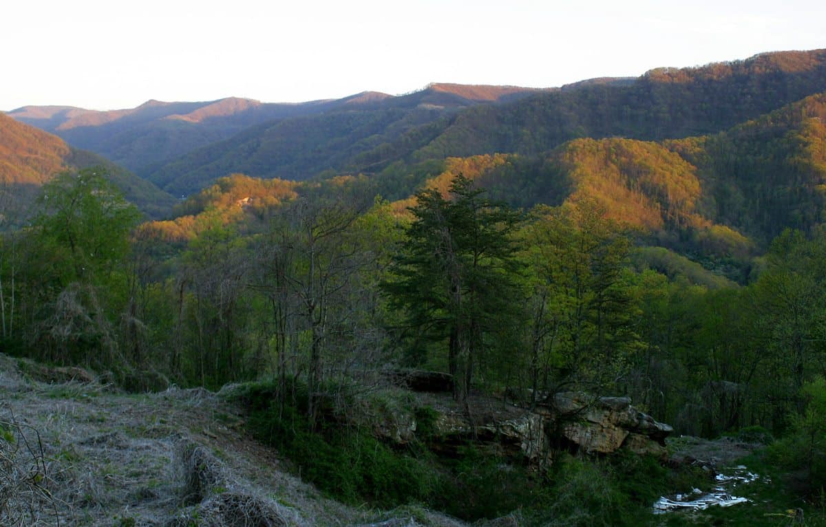 Black Mountain, Partridge