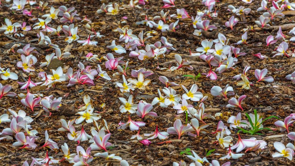 Harold L. Lyon Arboretum, Oahu