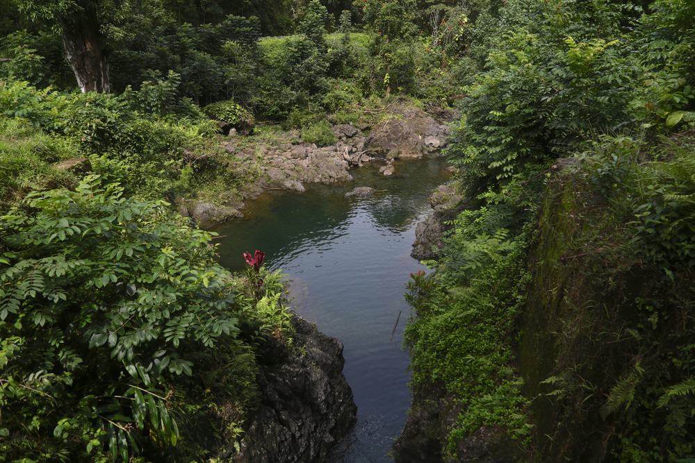 Ching’s Pond, Maui