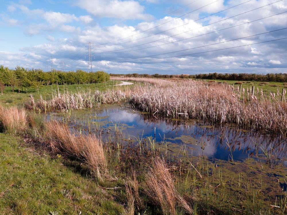 WWT Steart Marshes