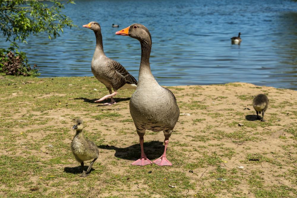 Daventry Country Park