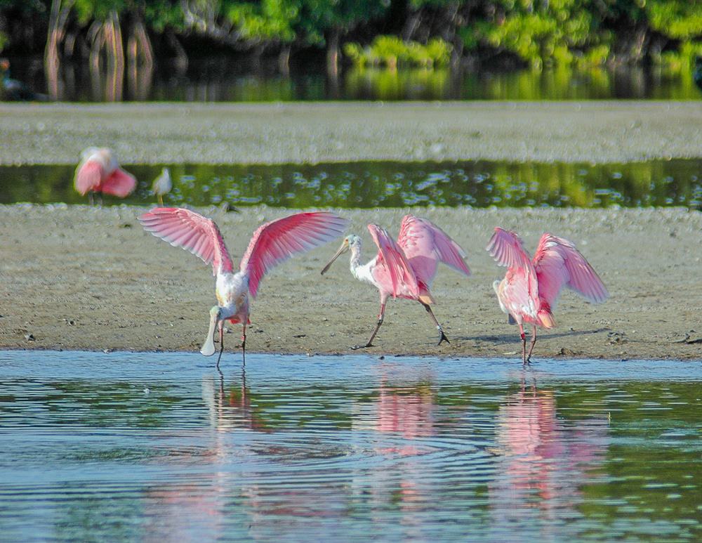 J.N. “Ding” Darling National Wildlife Refuge