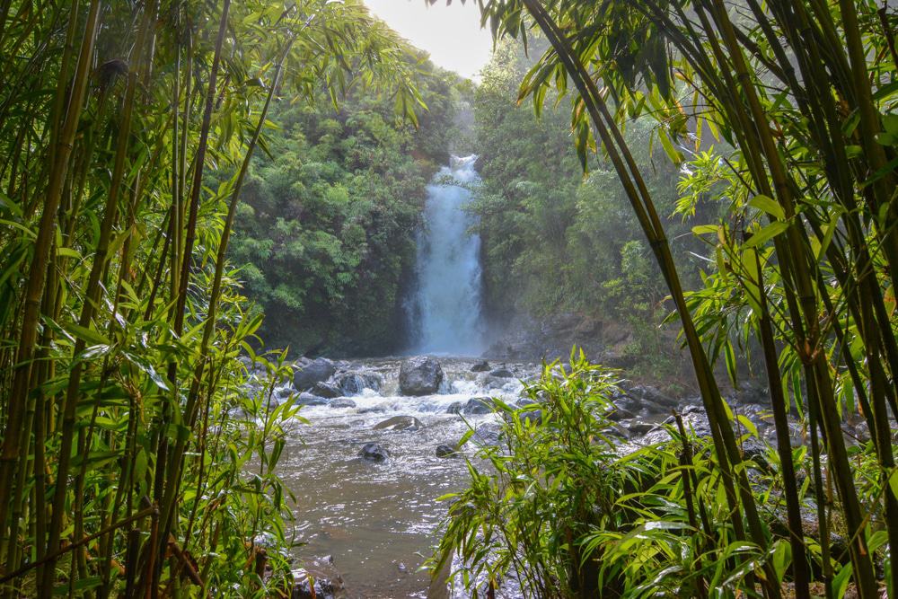 Bamboo Forest, Maui