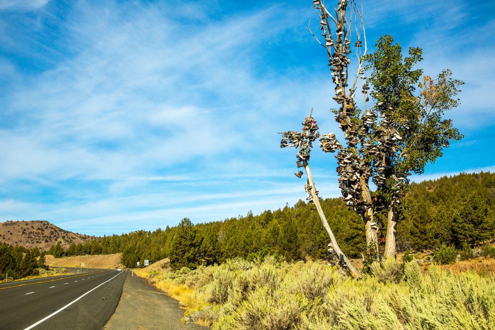 Mitchell Shoe Tree, Mitchell