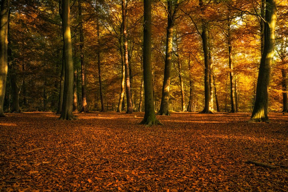 Thorndon Country Park