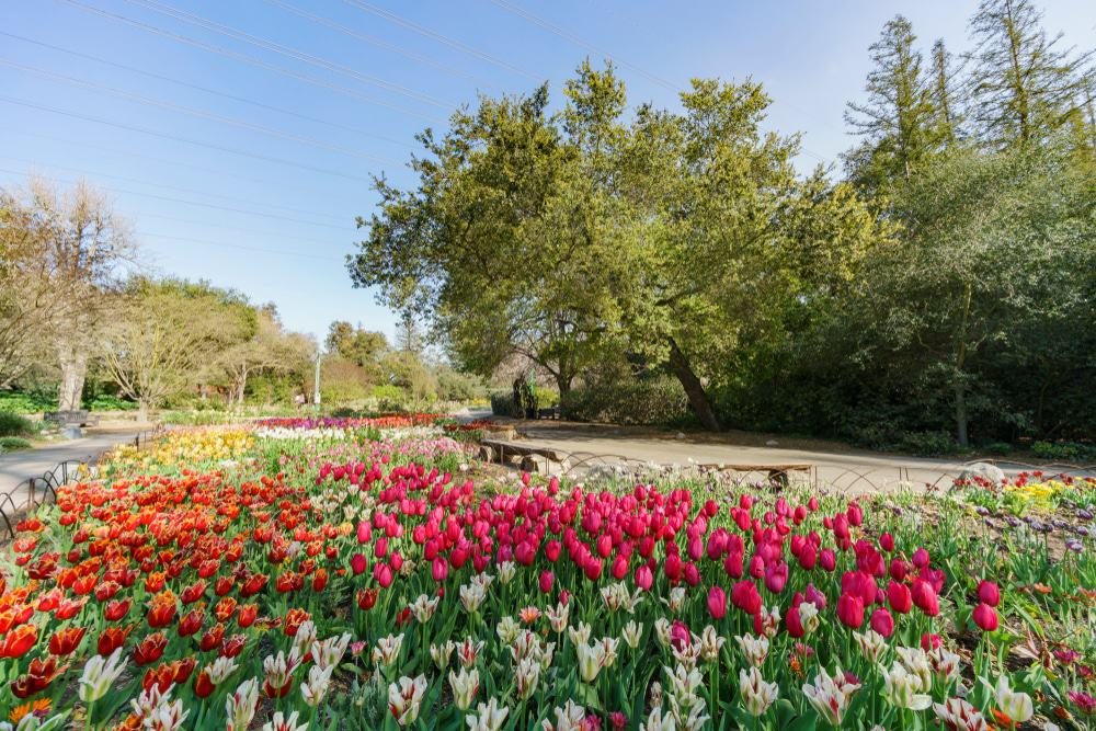 Descanso Gardens, LA