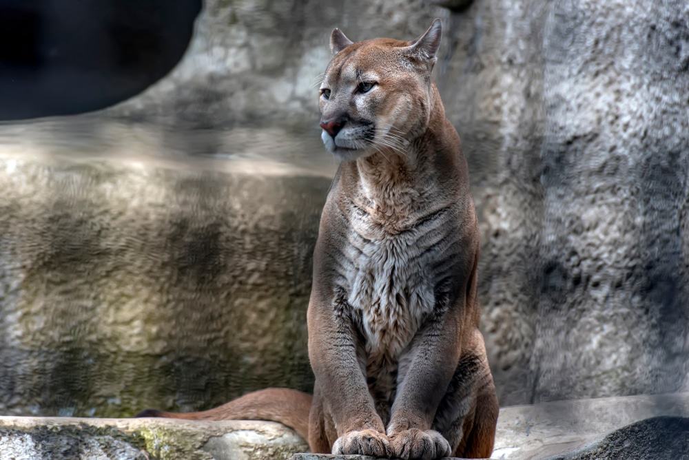 Greater Vancouver Zoo