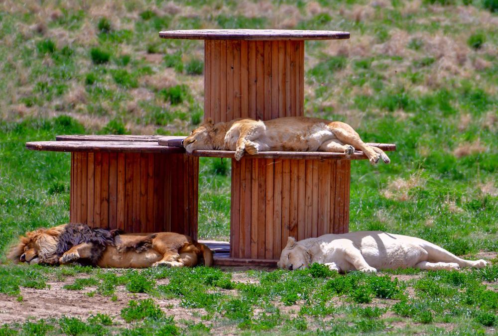 The Wild Animal Sanctuary, Keenesburg