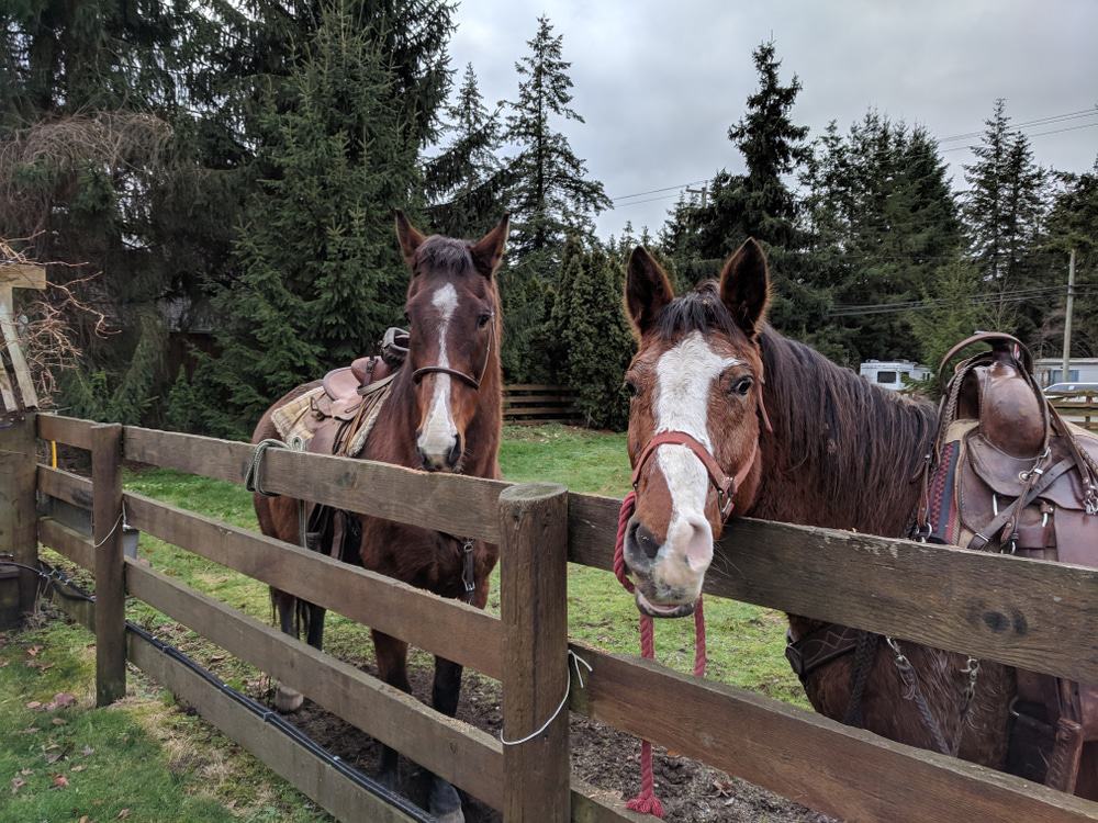 Langley Horses