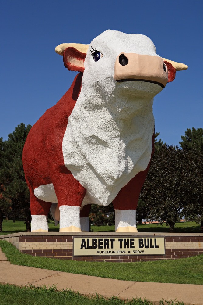Albert The Bull, Audubon