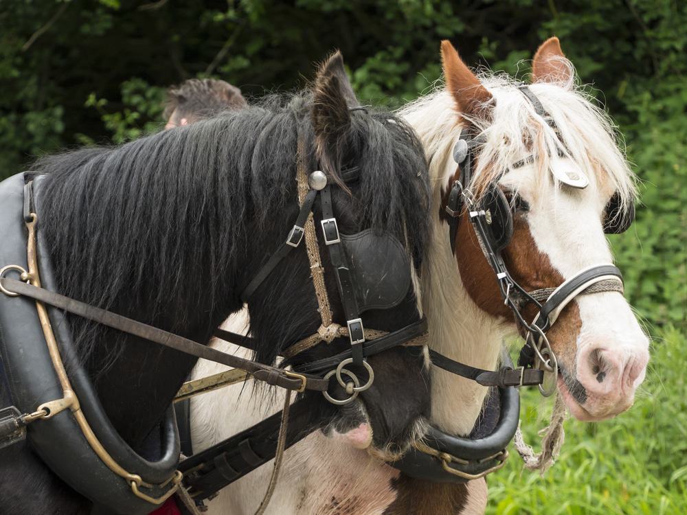  Appleby Horse Fair