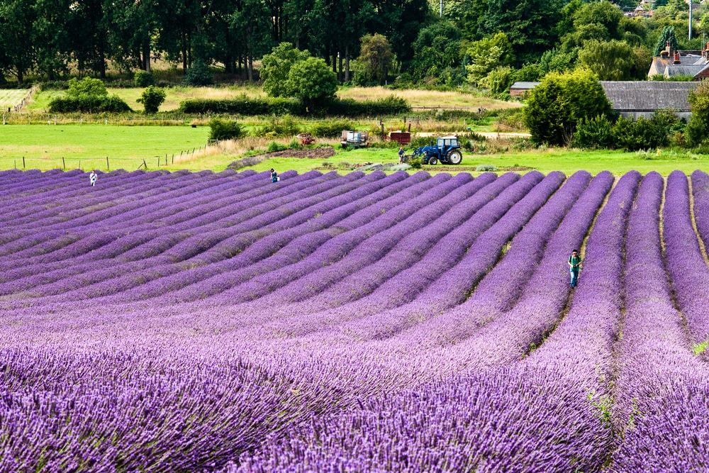 Hitchin Lavender