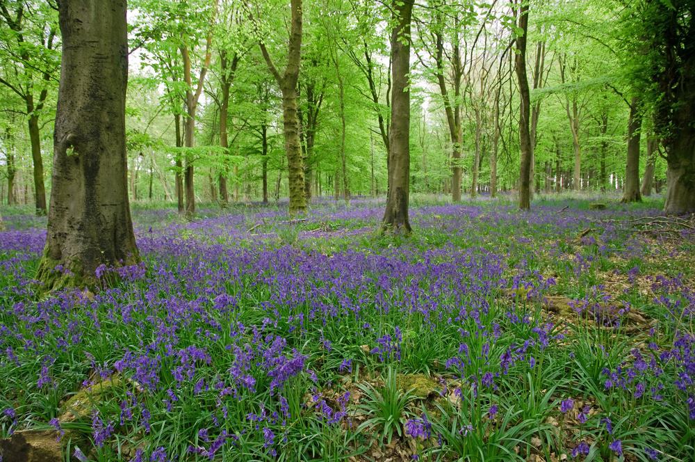 Savernake Forest