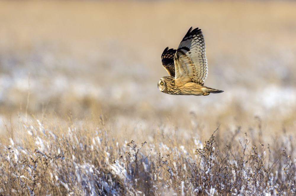 Reifel Bird Sanctuary Delta
