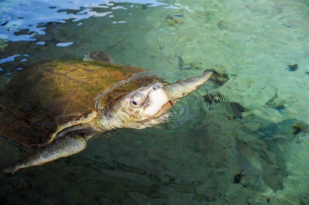 Turtle at Gumbo Limbo Nature Center