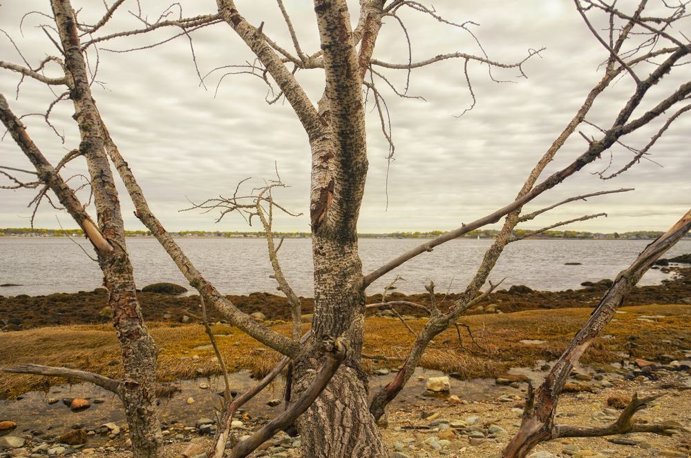 Charles Island, Milford