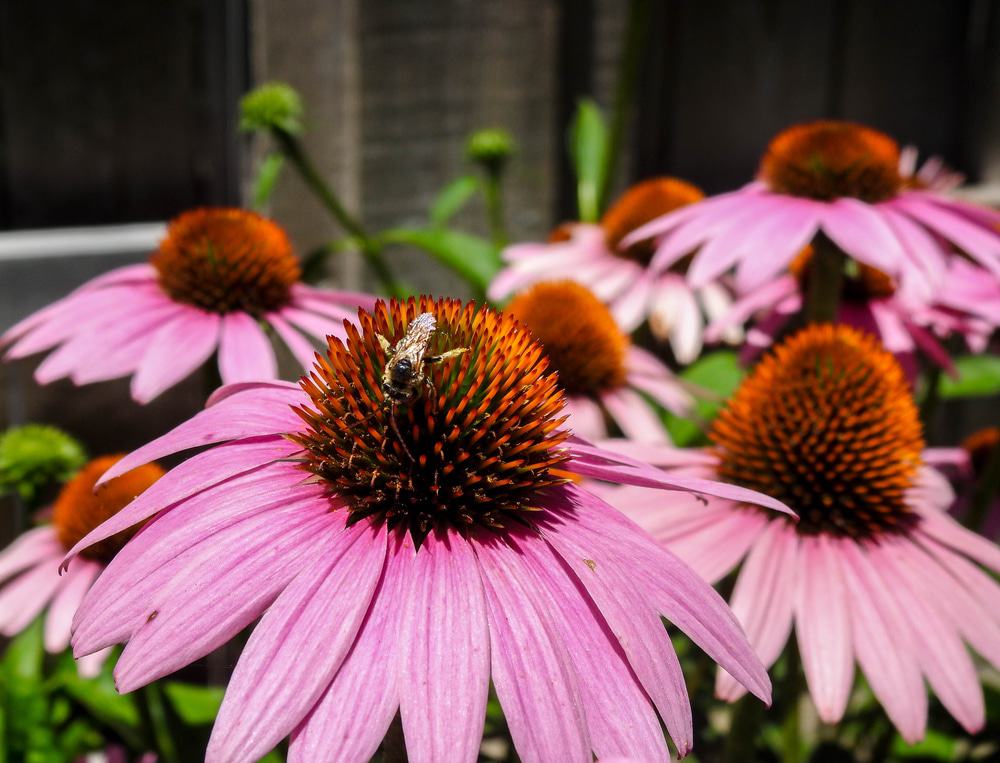 Florida Botanical Gardens, Largo, Florida