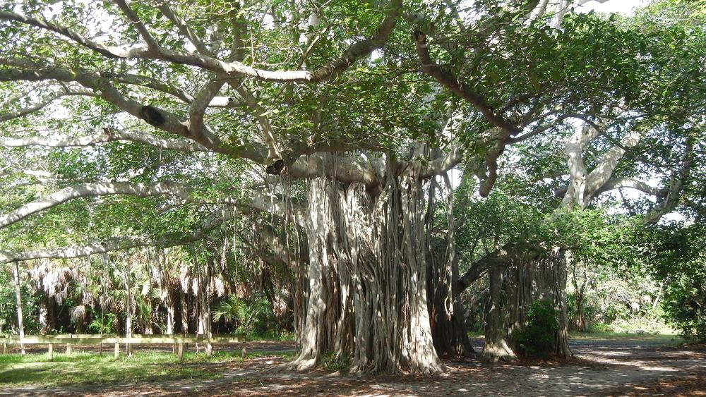 Hugh Taylor Birch State Park
