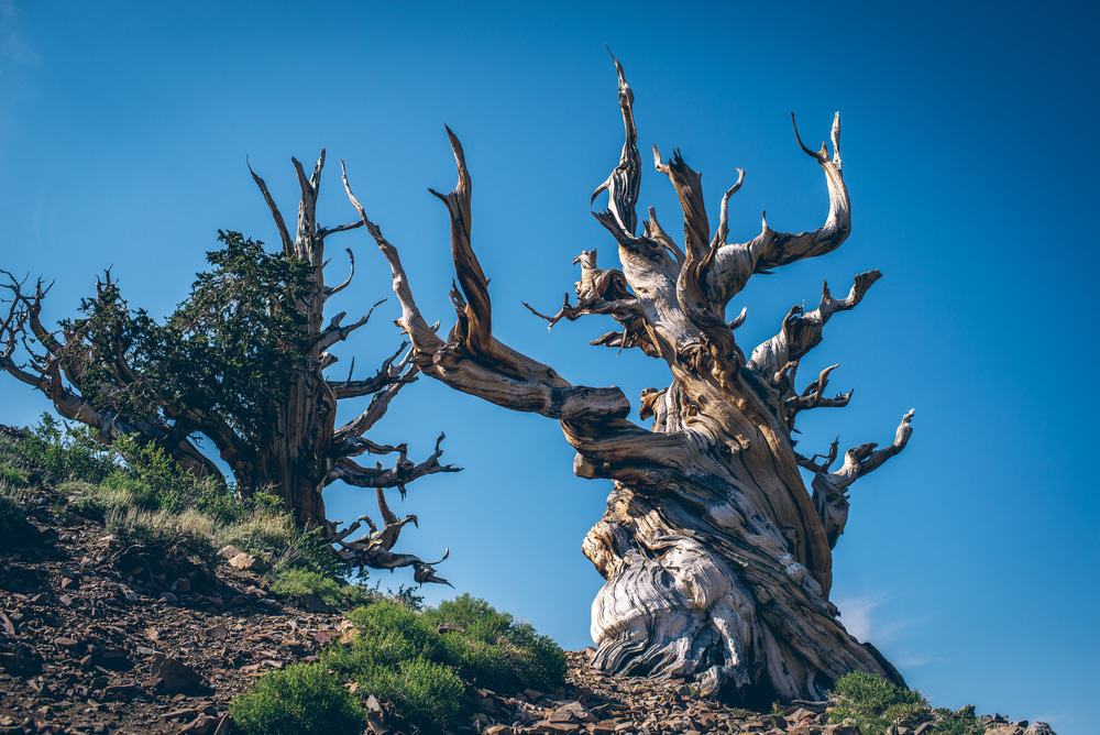 The Bristlecone Pines Of The Great Basin, Baker