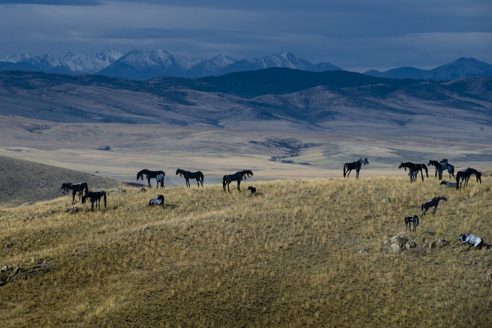 Bleu Horses, Three Forks
