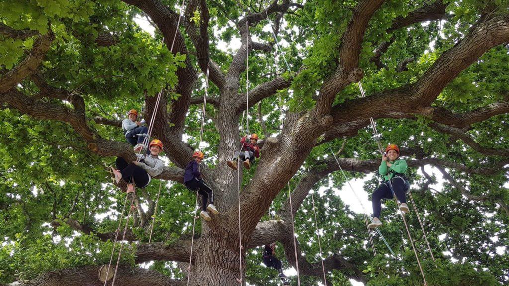 Goodleaf Tree Climbing