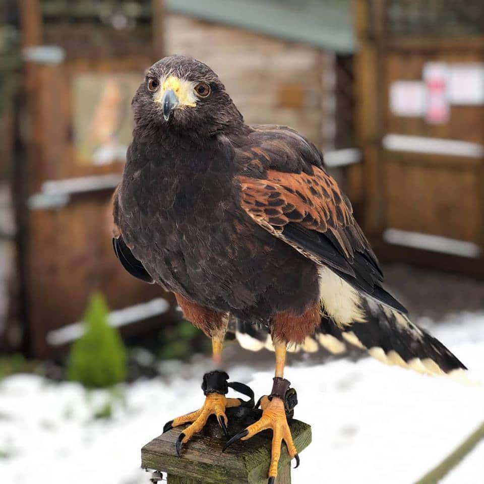 Haven Falconry