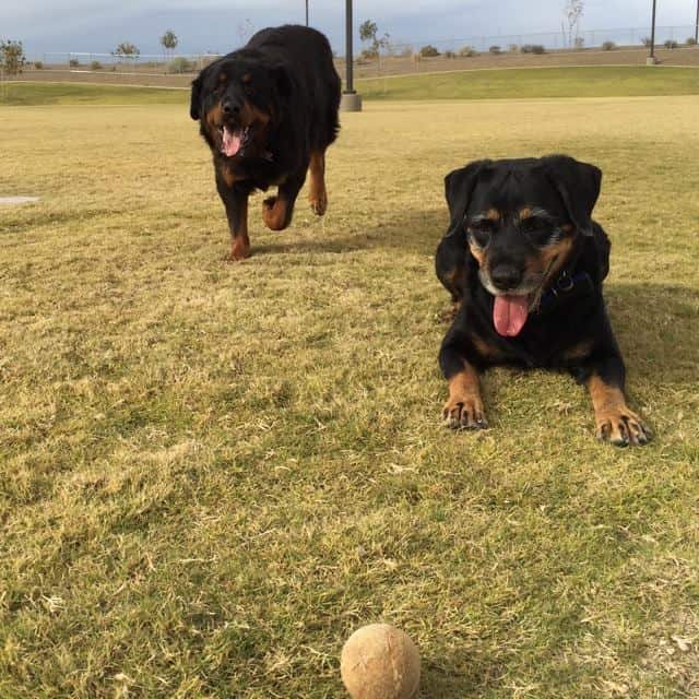 Maricopa Dog Park Alliance