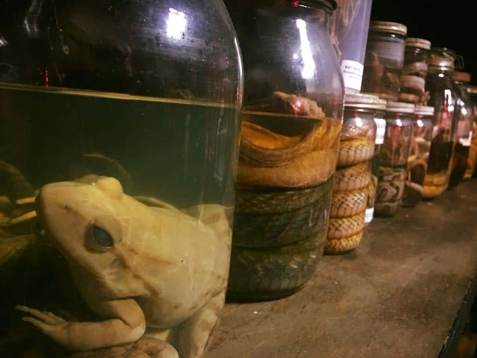 Maxwell Blade’s Odditorium And Curiosities Museum, Hot Springs