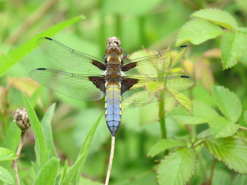 Portbury Wharf Nature Reserve