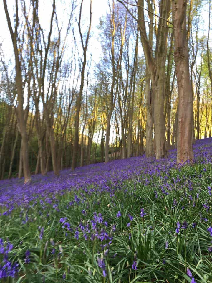 Prior's Wood