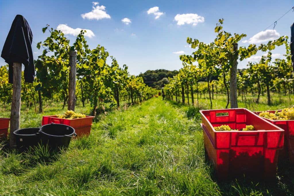 Rosemary Vineyard