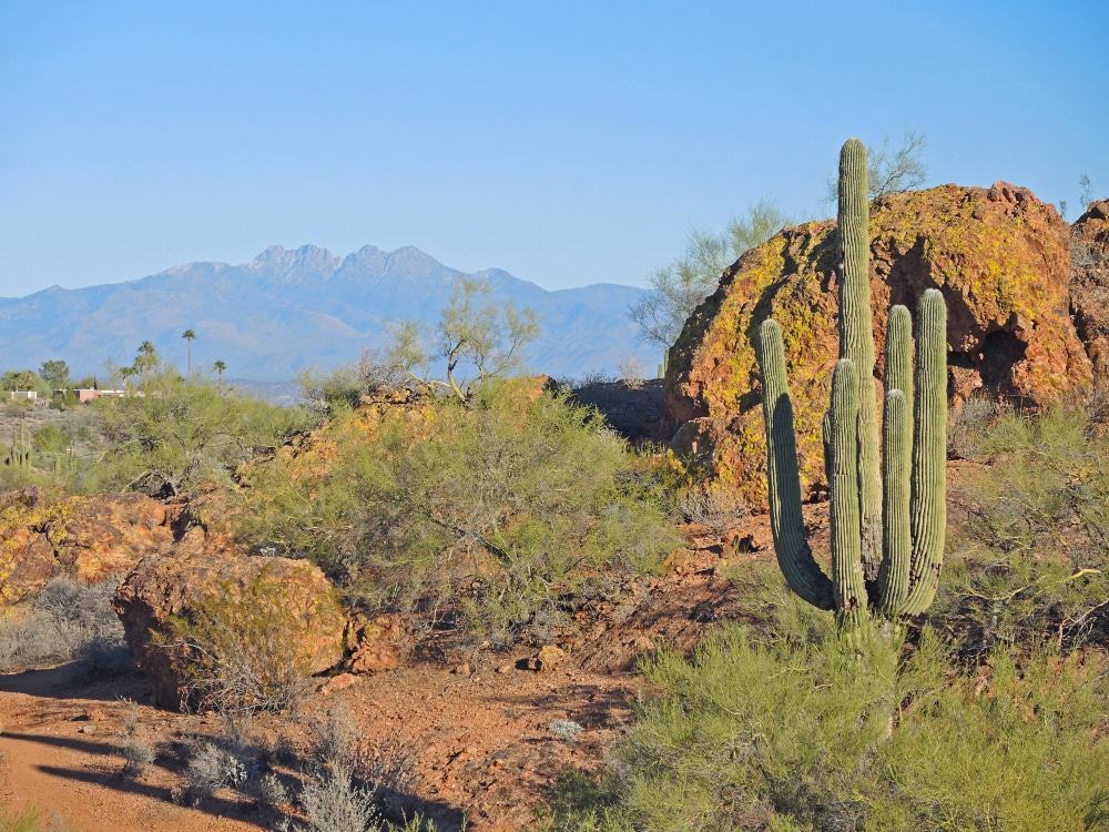 Fountain Hills Botanical Gardens