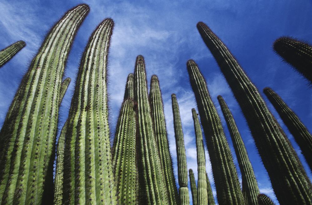 Organ Pipe Cactus National Monument