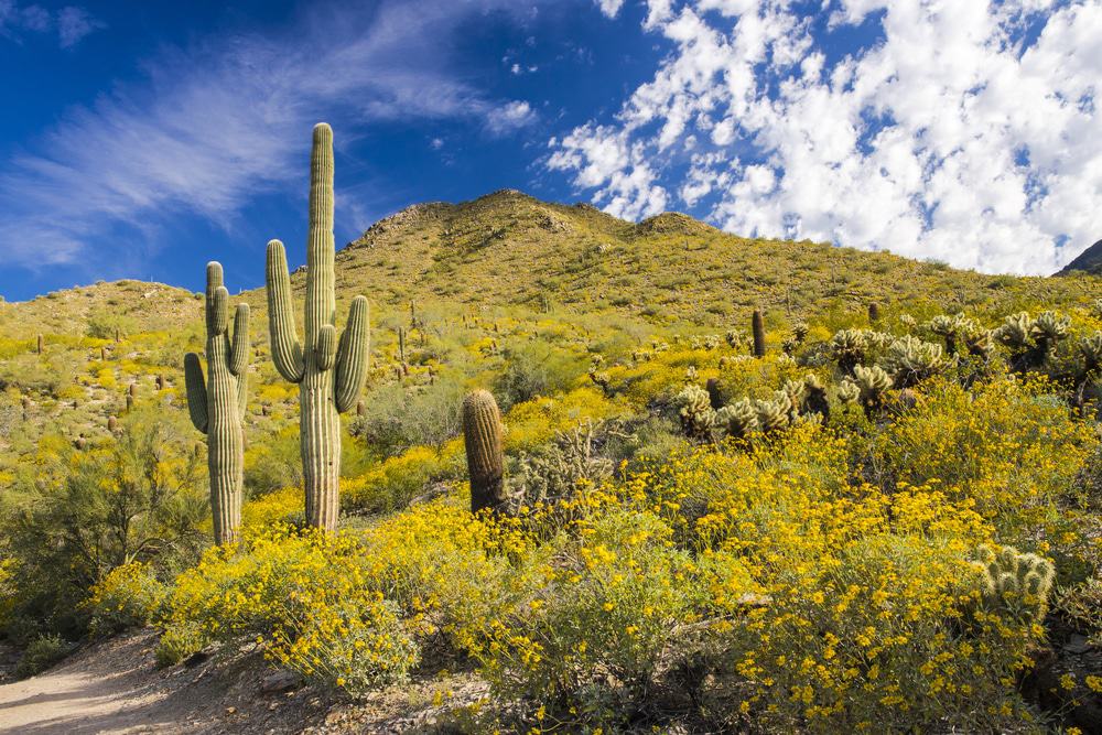 McDowell Sonoran Preserve