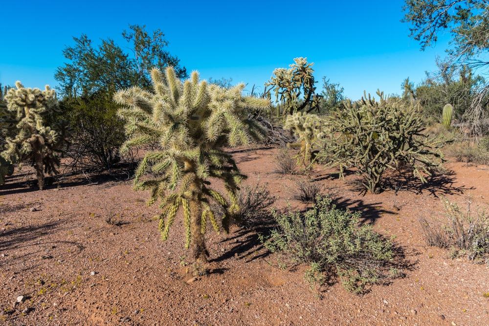 Ironwood Forest National Monument