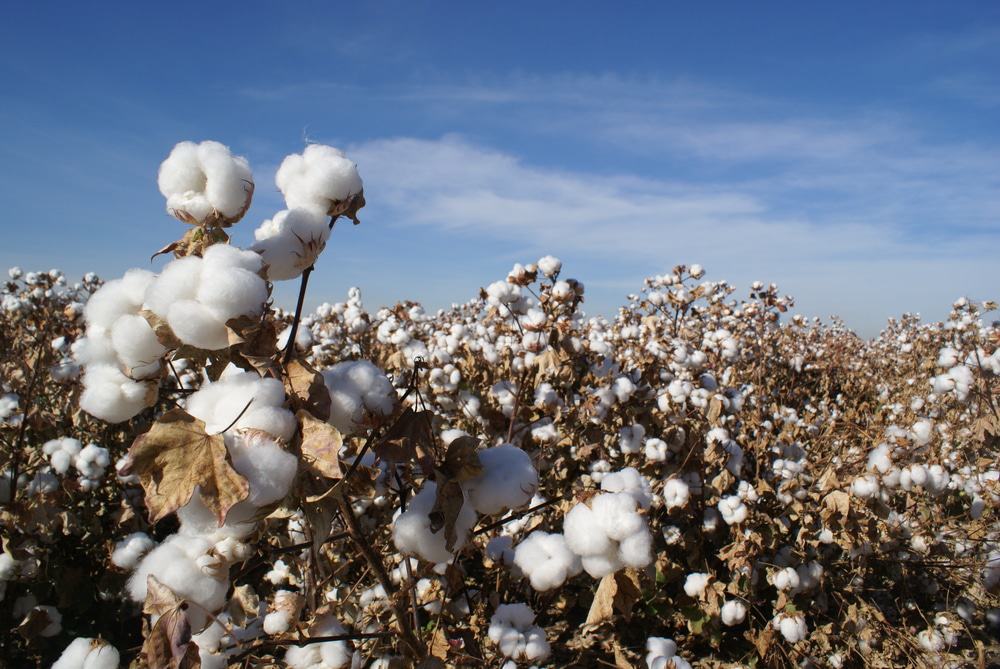Arizona Cottonfield