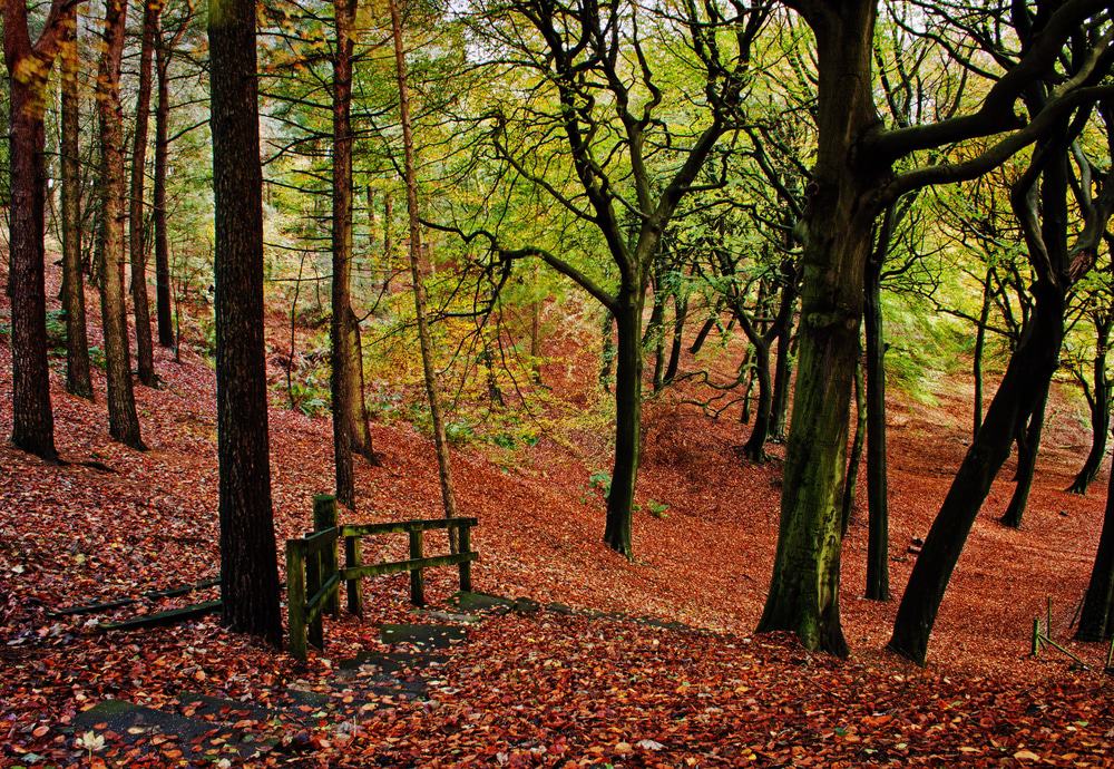 Tandle Hill Country Park