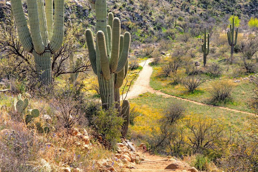 Catalina State Park
