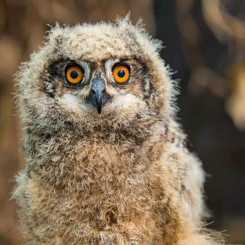 Baytree Owl And Wildlife Centre